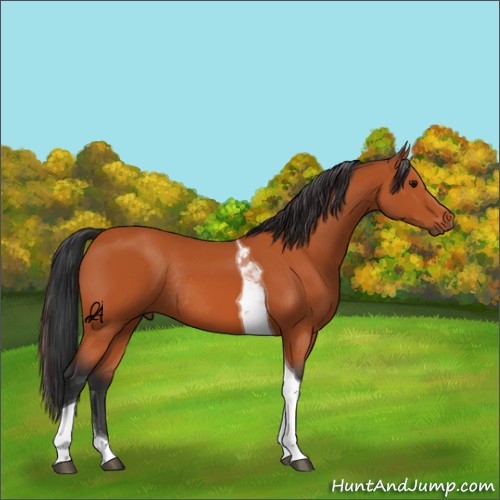 Horse Color:Unknown 
