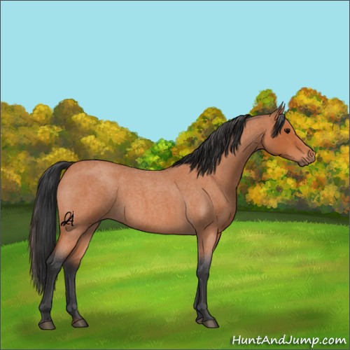 Horse Color:Unknown 