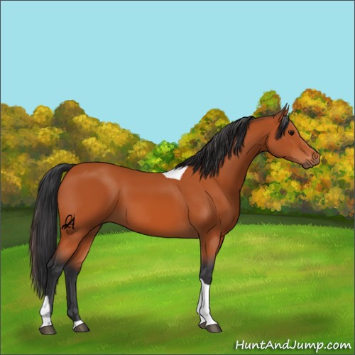 Horse Color:Unknown 