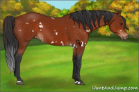 Horse Color:White Spotted Brown 