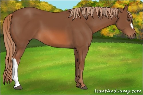 Horse Color:Chestnut 