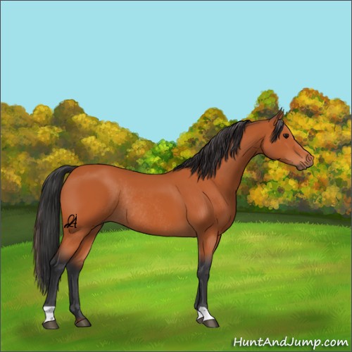 Horse Color:Unknown 