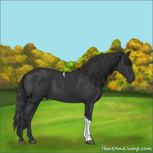 Horse Color:Unknown 
