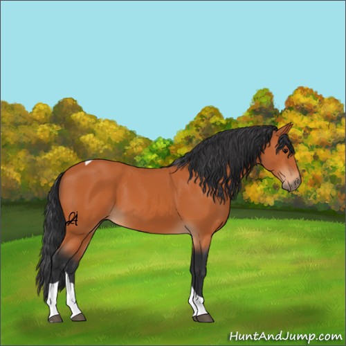 Horse Color:Unknown 
