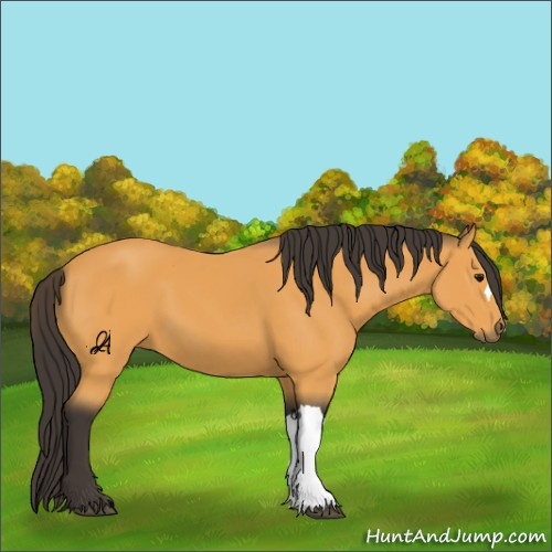 Horse Color:Unknown 