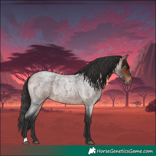 Horse Color:Bay Roan 