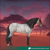Horse Color:Bay Roan 