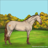 Horse Color:Red Dun 