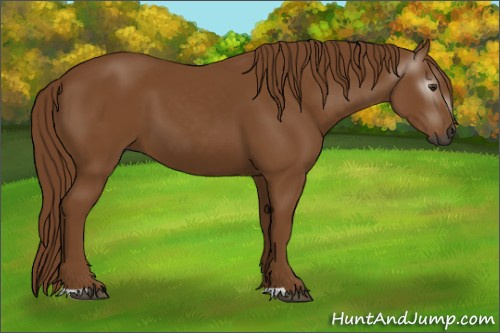 Horse Color:Gray Chestnut 