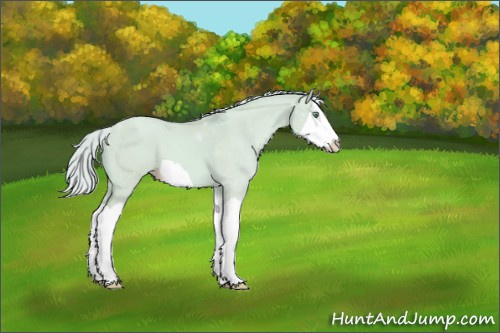 Horse Color:Watercolor Silver Classic Champagne Dun Splash 