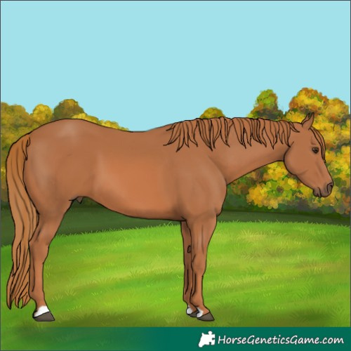Horse Color:Chestnut 
