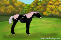 Horse Color:Watercolor Silver Classic Champagne Dun Splash