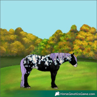 Horse Color:Painted Silver Classic Champagne Ice Dun Sabino Splash Rabicano