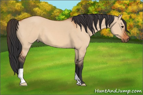 Horse Color:Bay Dun 