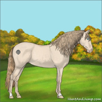 Horse Color:Perlino Dun 