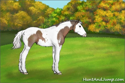 Horse Color:Silver Black Sabino Splash Tobiano