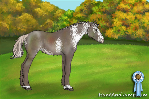 Horse Color:White Spotted Silver Black 