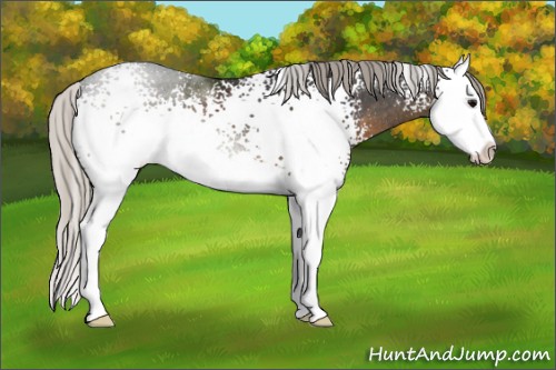 Horse Color:White Spotted Silver Smoky Black Splash Rabicano 
