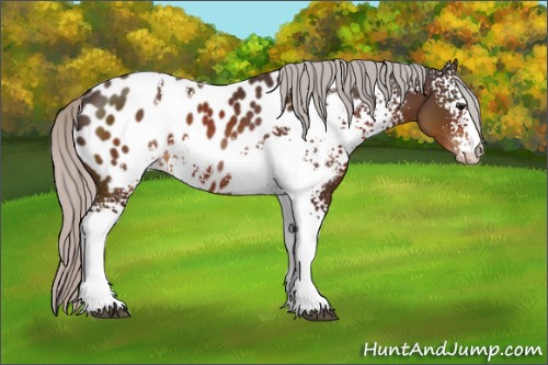 Horse Color:White Spotted Silver Brown Appaloosa
