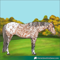 Horse Color:Bay Tobiano Snowflake Varnish 
