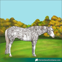 Horse Color:Liver Chestnut Sabino Splash Snowflake Varnish