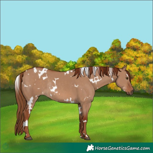 Horse Color:White Spotted Red Dun Rabicano