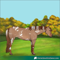 Horse Color:White Spotted Red Dun Rabicano 