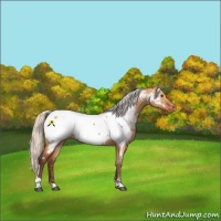 Horse Color:Silver Bay Dun Tobiano Appaloosa 