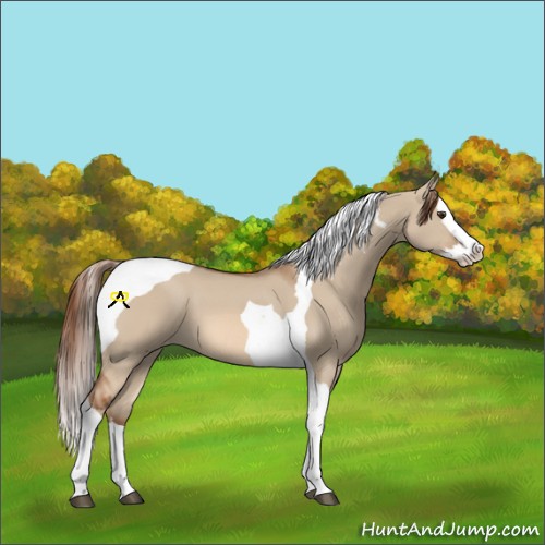 Horse Color:Red Dun Splash Tobiano Appaloosa 