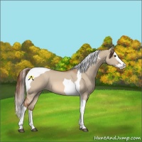 Horse Color:Red Dun Splash Tobiano Appaloosa 