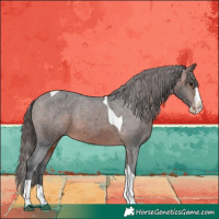 Horse Color:Brown Splash Tobiano Appaloosa 
