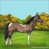 Horse Color:Bay Dun Tobiano Frame 
