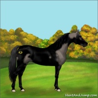 Horse Color:Void Grullo Splash Tobiano Frame 