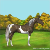 Horse Color:Chocolate Palomino Tobiano 