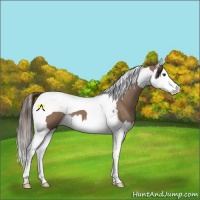Horse Color:Liver Red Dun Splash Tobiano 