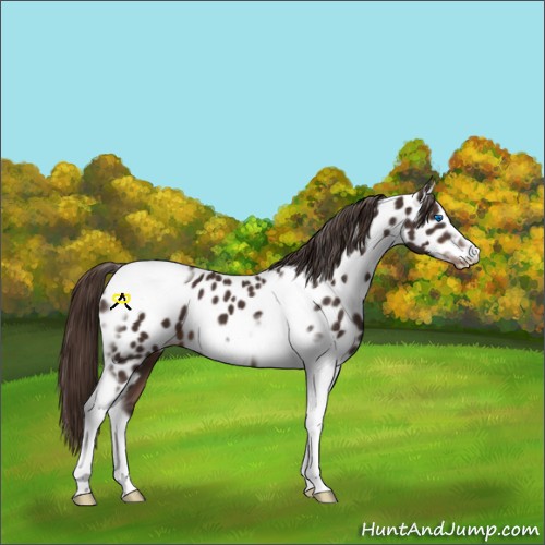 Horse Color:Liver Chestnut Tobiano Frame Near Leopard 