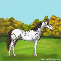 Horse Color:Liver Chestnut Tobiano Frame Near Leopard 