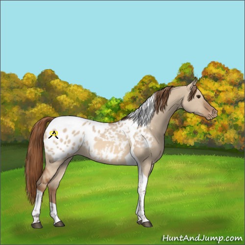 Horse Color:Red Dun Tobiano Blanket