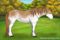 Horse Color:White Spotted Chestnut 