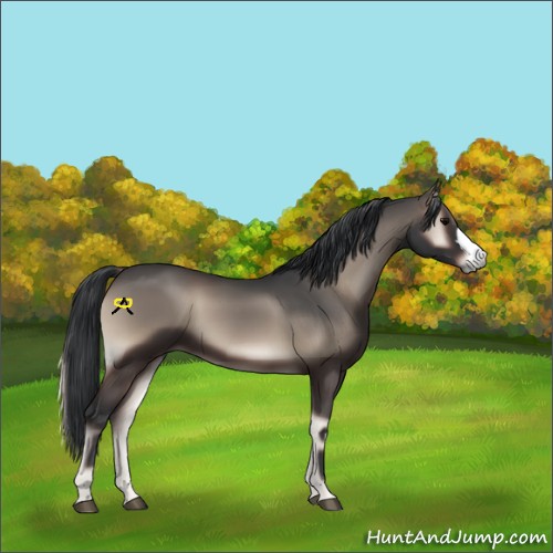 Horse Color:Blue Onyx 