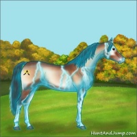 Horse Color:Thunderstruck Bay Onyx Sabino 