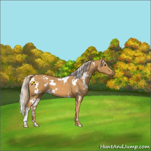 Horse Color:White Spotted Palomino