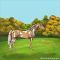 Horse Color:White Spotted Palomino 