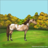 Horse Color:White Spotted Buckskin Dun Blanket 