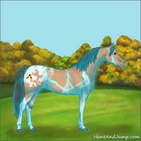 Horse Color:Thunderstruck Bay Dun Tobiano Appaloosa 