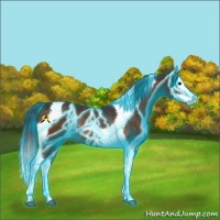 Horse Color:Thunderstruck Brown Splash Tobiano Rabicano 