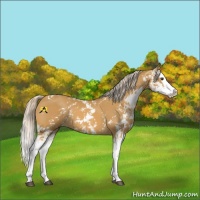 Horse Color:Palomino Sabino Splash 