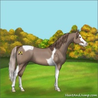 Horse Color:Liver Red Dun Splash Tobiano