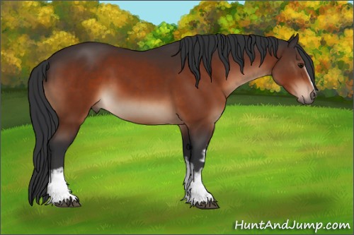 Horse Color:White Spotted Bay 