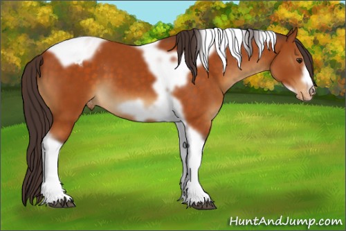 Horse Color:Buckskin Tobiano Frame Appaloosa 